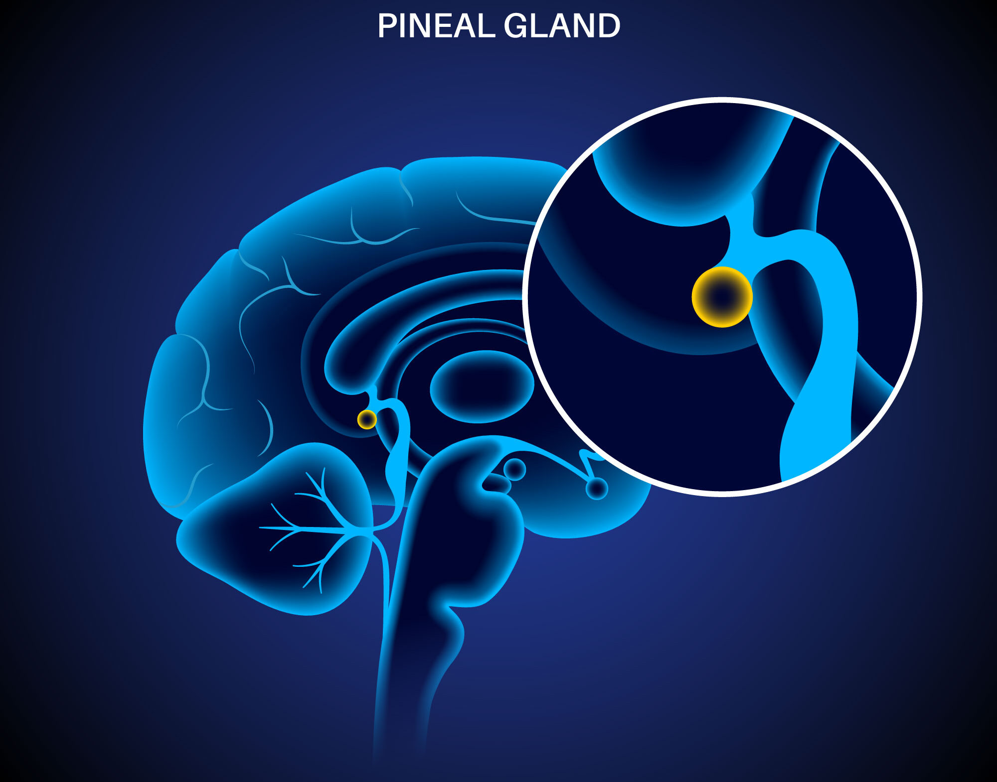 Pineal gland supplements That Improve Lifespan